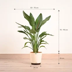 Bird Of Paradise Orange Plant - XL