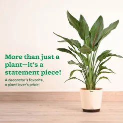 Bird Of Paradise Orange Plant - XL