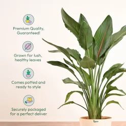 Bird Of Paradise Orange Plant - XL