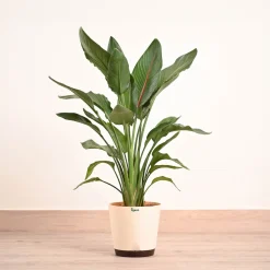 Bird Of Paradise Orange Plant - XL