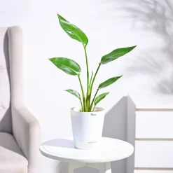 Bird of Paradise Plant