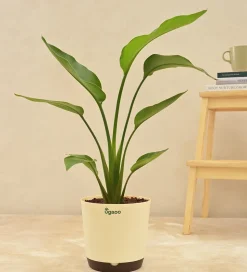 Bird of Paradise Plant