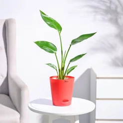 Bird of Paradise Plant