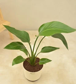 Bird of Paradise Plant