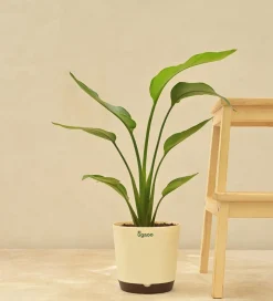 Bird of Paradise Plant