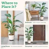 Bird of Paradise Plant - XL