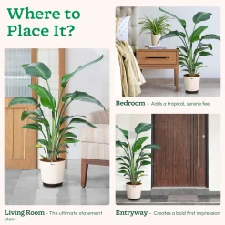 Bird of Paradise Plant - XL