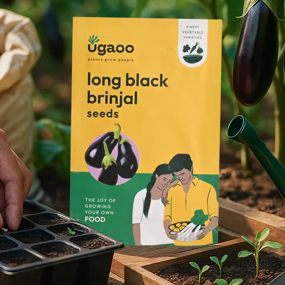 Black Brinjal Seeds (Long)