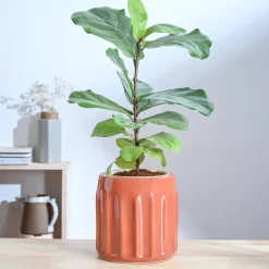 Blushing Sun Ceramic Planter