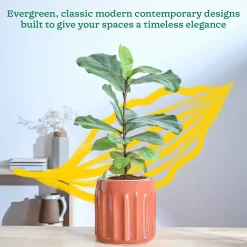 Blushing Sun Ceramic Planter