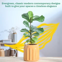 Blushing Sun Ceramic Planter