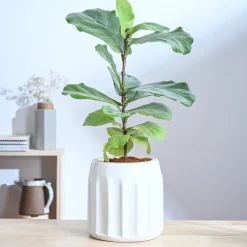 Blushing Sun Ceramic Planter