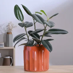 Blushing Sun Ceramic Planter