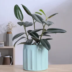 Blushing Sun Ceramic Planter