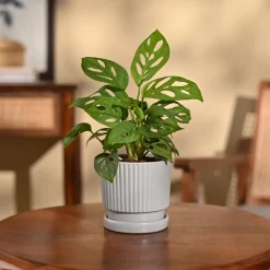 Broken Heart Plant
