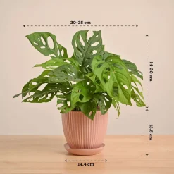 Broken Heart Plant