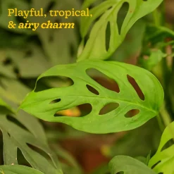 Broken Heart Plant