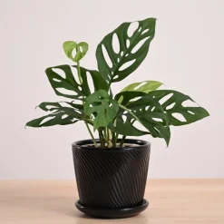 Broken Heart Plant