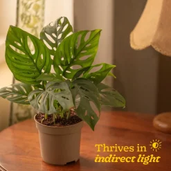 Broken Heart Plant