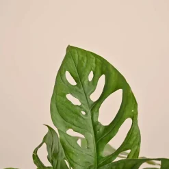 Broken Heart Plant