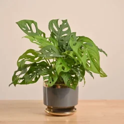 Broken Heart Plant