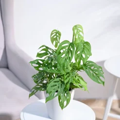 Broken Heart Plant