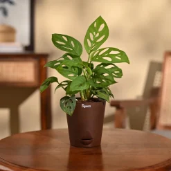 Broken Heart Plant