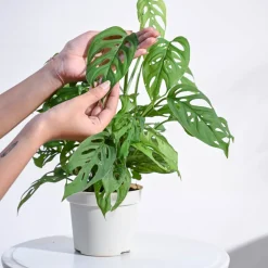 Broken Heart Plant