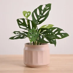 Broken Heart Plant