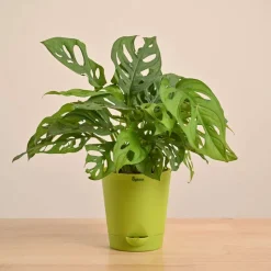 Broken Heart Plant