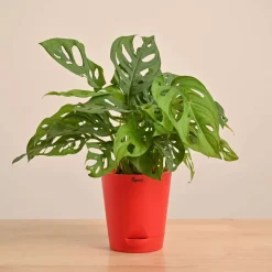 Broken Heart Plant
