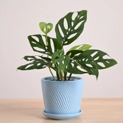 Broken Heart Plant