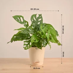 Broken Heart Plant