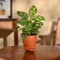 Broken Heart Plant