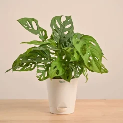 Broken Heart Plant