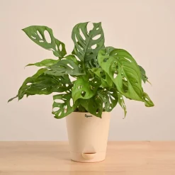 Broken Heart Plant