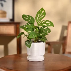 Broken Heart Plant