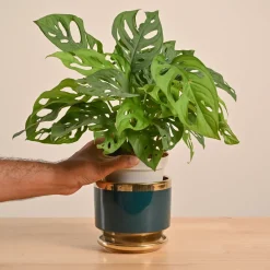 Broken Heart Plant