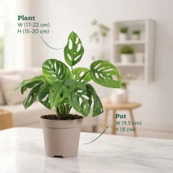 Broken Heart Plant