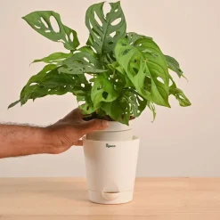 Broken Heart Plant