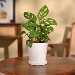 Broken Heart Plant