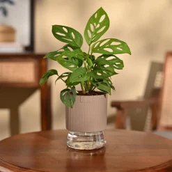 Broken Heart Plant