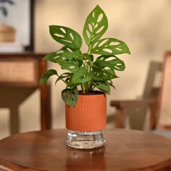 Broken Heart Plant