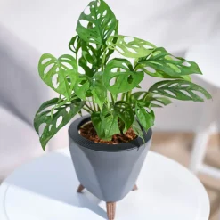 Broken Heart Plant