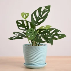 Broken Heart Plant