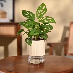 Broken Heart Plant