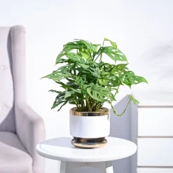 Broken Heart Plant