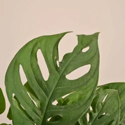 Broken Heart Plant