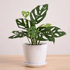 Broken Heart Plant