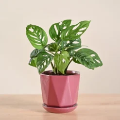 Broken Heart Plant